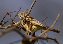 ash-throated_flycatcher640