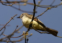 ash-throated_flycatcher646