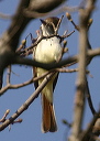 ash-throated_flycatcher654