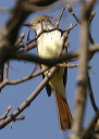 ash-throated_flycatcher655