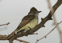 ash-throated_flycatcher753