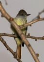 ash-throated_flycatcher756