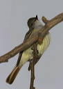 ash-throated_flycatcher759
