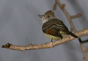ash-throated_flycatcher761