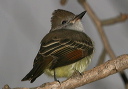 ash-throated_flycatcher762