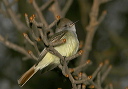 ash-throated_flycatcher764