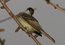ash-throated_flycatcher767