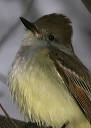 ash-throated_flycatcher772