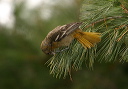 baltimore_oriole965