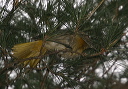 baltimore_oriole968