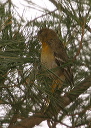 baltimore_oriole969