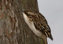brown_creeper032