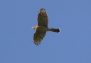 cooper_s_hawk470