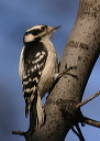 downy_woodpecker928