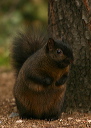eastern_gray_squirrel994