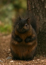 eastern_gray_squirrel995