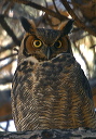 great_horned_owl557