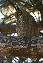 great_horned_owl559