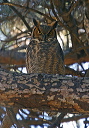 great_horned_owl607