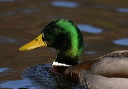 mallard5900