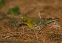 pine_warbler962