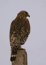 red-shouldered_hawk576