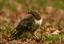 red-tailed_hawk776
