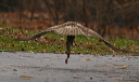 red-tailed_hawk798