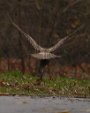 red-tailed_hawk799
