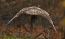 red-tailed_hawk800