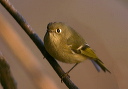 ruby-crowned_kinglet028