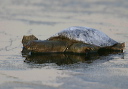spiny_softshell010