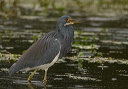 tricolored_heron596
