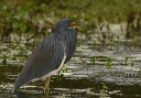 tricolored_heron599