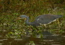 tricolored_heron619