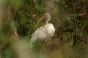 white_ibis5632