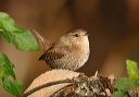winter_wren711