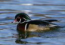 wood_duck897