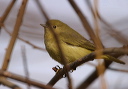yellow_warbler870