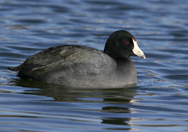 Fulica americana Rallidae