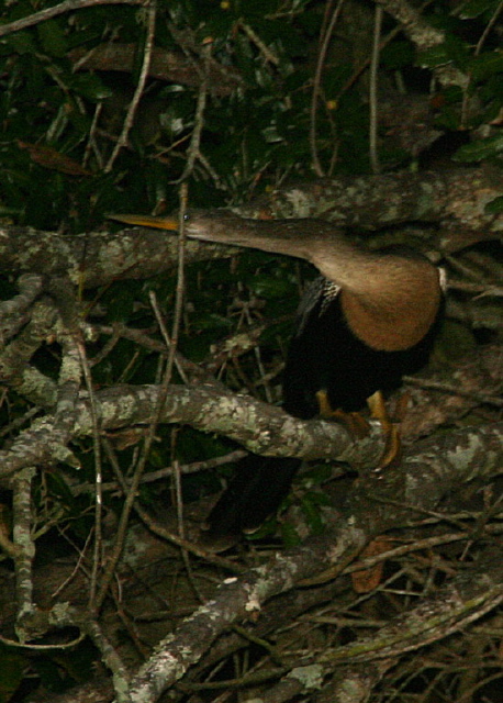 Anhinga anhinga Anhingidae