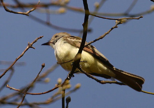 Myiarchus cinerascens Tyrannidae