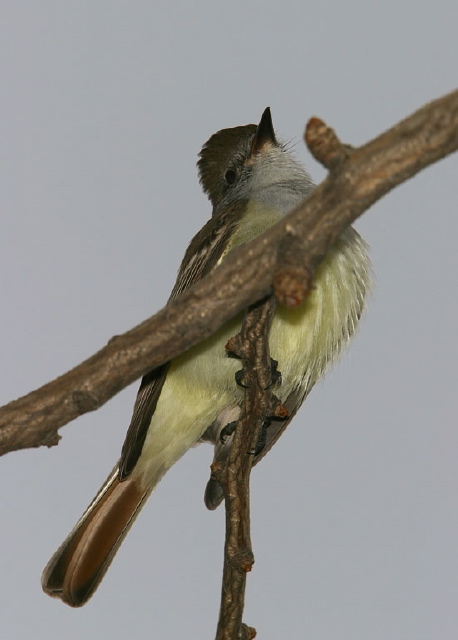 Myiarchus cinerascens Tyrannidae