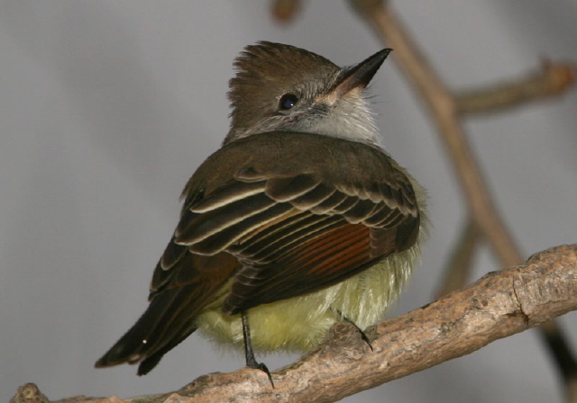 Myiarchus cinerascens Tyrannidae