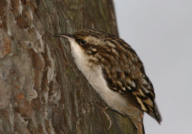 Certhia americana Certhiidae