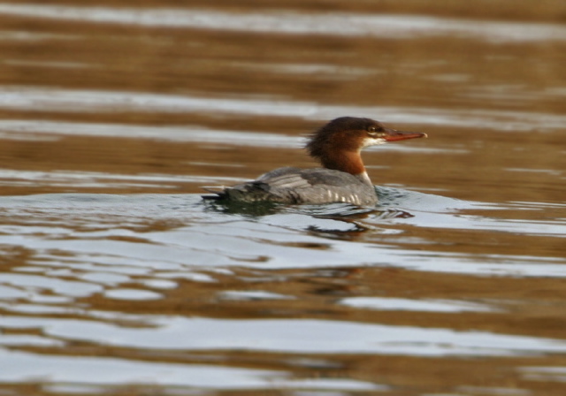 Mergus merganser Anatidae