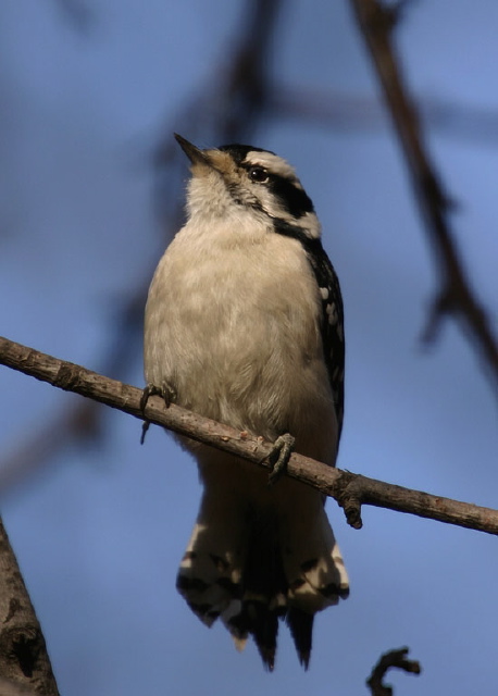 Picoides pubescens Picidae