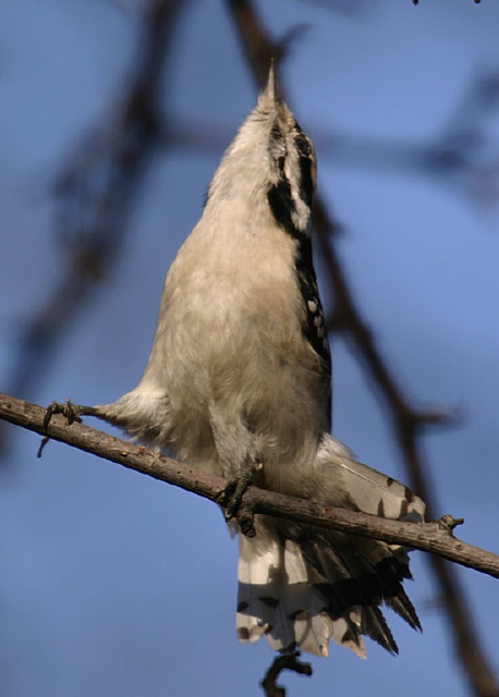 Picoides pubescens Picidae