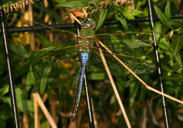 Anax junius Aeshnidae