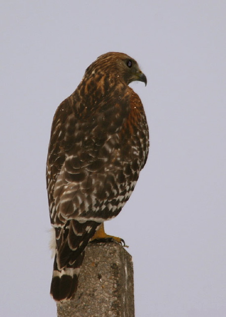 Buteo lineatus Accipitridae